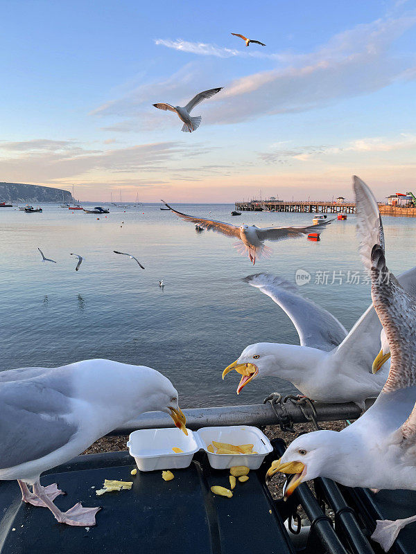 鲱鱼海鸥(Larus argentatus)栖息在海边的黑色，硬塑料垃圾桶垃圾桶，清除鱼和薯条从一次性，外卖盒，船漂浮在海上背景